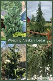 (15m), but can be over 100ft. Weeping Alaskan Cedar An Elegant Easy To Grow Evergreen Tree
