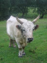 Image result for chillingham cattle