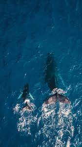 These Whales Live All Year At The Channelislands The Perfect Place To Optoutside Visitsantabarbara And Vis Fotografia Del Oceano Fondos Animales Ballenas