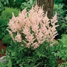 Peach Blossom Astilbe In 2020 Plants Spirea Plant Astilbe