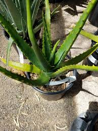 Image result for Aloe aculeata × globuligemma