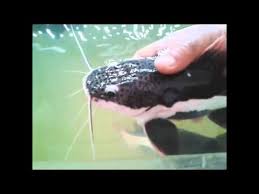 kirmizi kuyruklu kedi baligi