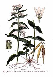 Image result for Vincetoxicum