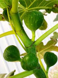 This species can live up to 250 years, and grow 100 feet tall. The Edible Fig Tree How To Grow It And Why It S My Favorite Fruit Tree Missouri Girl Home