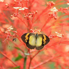 Black And Red Caterpillar Michigan Butterfly And Red Flower Butterfly Red Flowers Nature