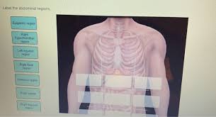 The abdomen is the area between the chest and the hips. Label The Abdominal Regions Epigastric Region Right Chegg Com