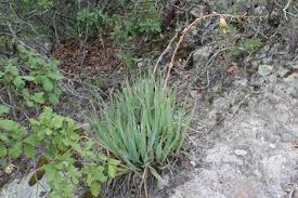 Image result for Beschorneria sp. (Biegel 5357)