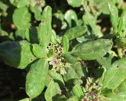 Image result for Zaleya