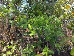 Image result for Ilex mitis