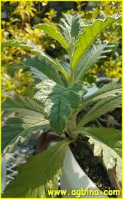 Image result for Cirsium  buchwaldii