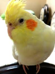 birds pets cockatiels lutino parrots 2020 kus