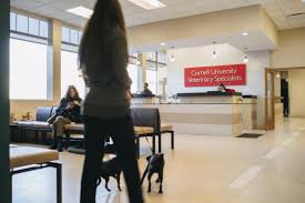 Pet odor exterminator candle uk. Veterinary Virtual Tour Massey University Cute766