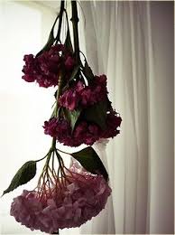 The process of drying out flowers actually shrinks the stems. Hang Your Flowers Bouquet Upside Down To Keep Them Around Forever Beautiful Flowers Garden Dried Flower Bouquet Pretty Flowers