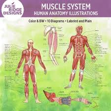 9 free body diagram free printable download free. Muscle Diagram Worksheets Teaching Resources Tpt