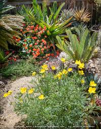 Image result for Ursinia montana