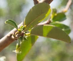 Image result for Ximenia afra