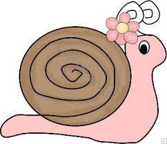 Image result for snails images