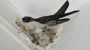 One out of four of the world's mammals and over 40 percent of amphibians are threatened with extinction due to human activity, including habitat destruction, overexploitation, climate change, and pollution, as well as human overpopulation. All You Want To Know About The Edible Nest Swiftlet Of Andaman