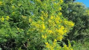 Image result for Acacia decurrens