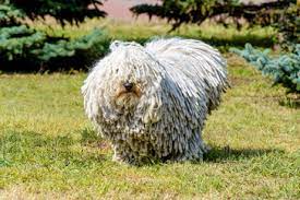 Browse this list of 10 dog breeds that don't stink if you're sensitive to smells. Dogs That Don T Shed 36 Beautiful Non Shedding Breeds Cheapism Com