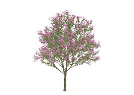 3d红花羊蹄甲su模型 plants landscape