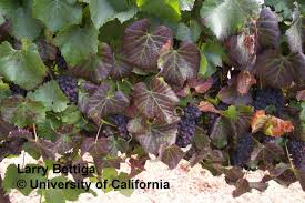 Image result for Grapevine leafroll virus