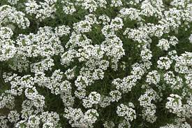 Un mazzo di fiori splendido e grande. Alisso Alyssum Maritima Piante Annuali Il Fiore Dell Alisso