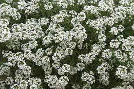 In balcone sta bene al sole ma . Alisso Alyssum Maritima Piante Annuali Il Fiore Dell Alisso