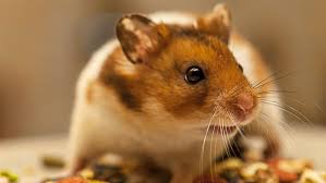 Hamster Diet What Do Hamsters Eat