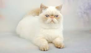 The exotic shorthair is a relatively new cat breed. Exotic Shorthair Cat Breed Information