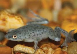 Common frog reproduction frogs are amphibians and in most parts of the uk, they start spawning in spring. African Dwarf Frog Care Sheet Petco