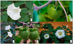 Image result for Datura ferox