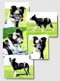 Богемская овчарка или цыганская овчарка (ходский пёс). Sobaka Porody Border Kolli Stabihun Avstralijskaya Ovcharka Grubaya Kolli Drugie Raznoe Carnivoran Sobaka Like Mammal Png Klipartz