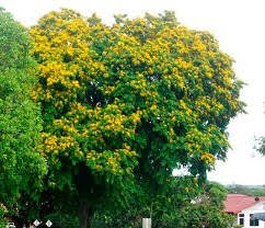 Resultado de imagen de pterocarpus papilionaceae