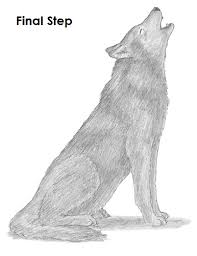 Again this time is another wild animal or below are step by step how to draw a wolf. How To Draw A Wolf Howling