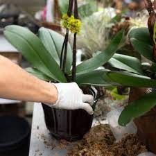 Maybe you would like to learn more about one of these? Cara Merawat Anggrek Sesuai Jenisnya Termasuk Menyelamatkan Anggrek Yang Hampir Mati Juga