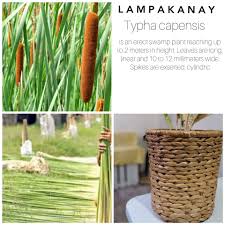 Image result for Typha capensis