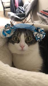 I Simply Call This 1 The Princess Leia Contemporary Catsandkittens Funnycats Funnypic Cute Funny Animals Funny Animal Pictures Cute Animal Pictures