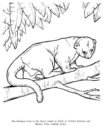 Animal Drawings Coloring Pages Kinkajou Animal Identification Drawing And Coloring Pages Honkingdonkey Animal Drawings Coloring Pages Drawings