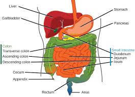 The name of the organ is printed right on it, so that it'd be easier for children to identify them. The Digestive And Excretory Systems Review Article Khan Academy