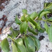 Image result for Strychnos innocua