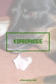 Ihh Ist Das Eklig Koprophagie Vitacanis Hunde Erziehen Hunde Ernahrung Gesunde Hunde