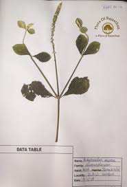 Image result for Achyranthes aspera