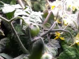 You have no space to have a garden outdoors; How To Grow Fresh Tomatoes All Winter With An Aerogarden