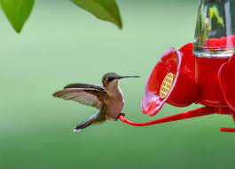 Feeders need to be cleaned and the nectar replaced every 3 days in hot weather. How To Keep Your Hummingbird Feeder Free From Pests Audubon