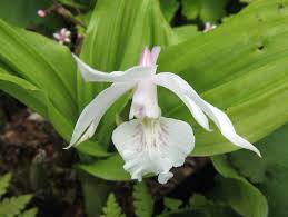 Image result for Calanthe