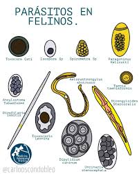 From middle french parasite, from latin parasitus, from ancient greek παράσιτος (parásitos, person who eats at the table of another), from noun use of adjective meaning feeding beside, from παρά (pará, beside) + σῖτος (sîtos, food). Parasitos En Felinos Medicina Veterinaria Practica Facebook