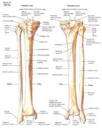 Dalam hubungan antara tulang tengkorak bayi yang baru lahir ada celah lebar yang anggota gerak kami terdiri dari dua lengan dua anggota badan. Fungsi Tulang Betis Pengertian Anatomi Dan Penjelasan Lengkap Dengan Gambar Ilmu Pengetahuan Alam Ipa
