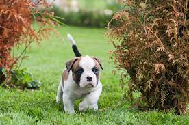 Thank you for stopping by our website. American Bulldog Charakter Haltung Pflege Rassebeschreibung