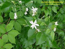 Image result for Jasminum fluminense